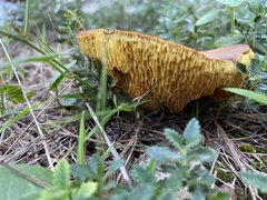 Suillus collinitus