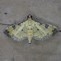 Ategumia ebulealis