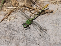 Erpetogomphus crotalinus