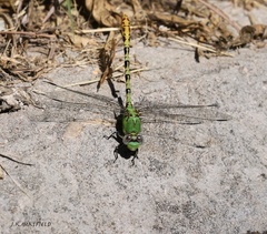 Erpetogomphus crotalinus