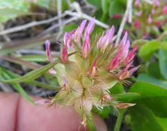 Trifolium spumosum