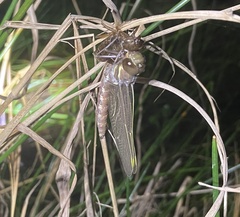 Adversaeschna brevistyla