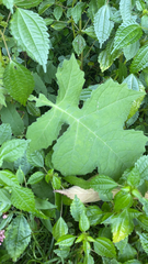 Polymnia canadensis