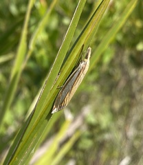 Crambus satrapellus