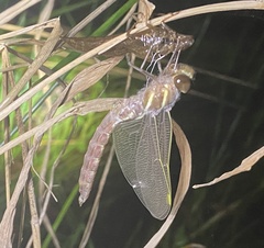 Adversaeschna brevistyla