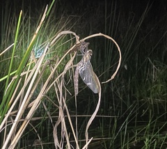 Adversaeschna brevistyla