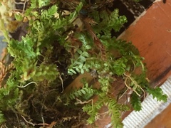 Selaginella helvetica