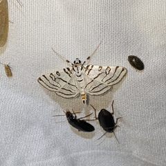Conchylodes concinnalis