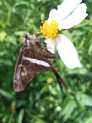 Chioides albofasciatus