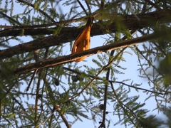 Piranga rubra