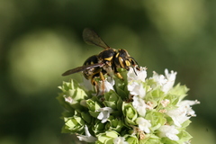 Anthidium florentinum