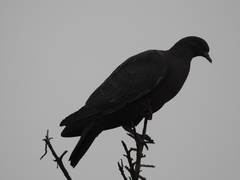 Patagioenas picazuro