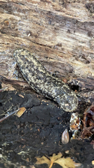 Philomycus carolinianus
