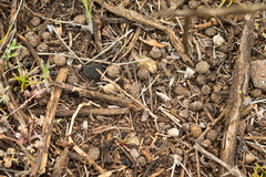 Oryctolagus cuniculus