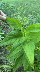 Scrophularia marilandica