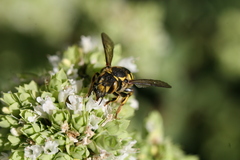 Anthidium florentinum