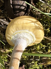 Armillaria borealis