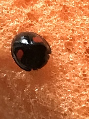 Chilocorus renipustulatus