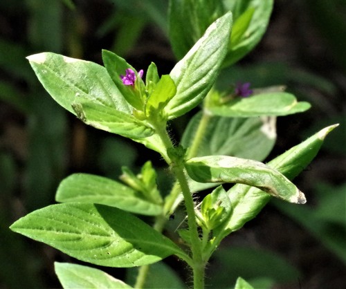 Cuphea carthagenensis