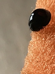 Chilocorus renipustulatus