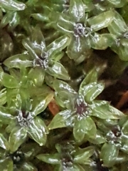 Mnium hornum