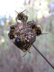 Dasypoda
