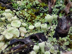 Cladonia humilis