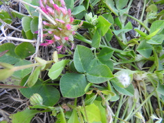 Trifolium spumosum