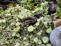 Cladonia humilis