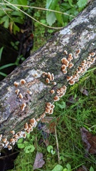 Plicaturopsis crispa
