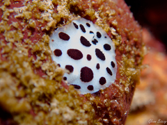 Peltodoris atromaculata