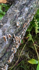 Plicaturopsis crispa