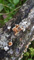 Plicaturopsis crispa