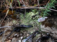 Cladonia humilis