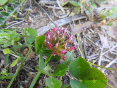 Trifolium spumosum