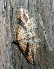 Orthonama evansi