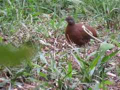 Crypturellus obsoletus