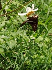 Chioides albofasciatus
