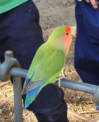 Agapornis roseicollis