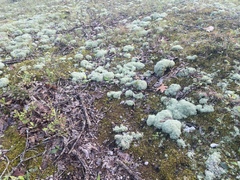Cladonia subtenuis