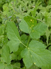 Puccinia smyrnii