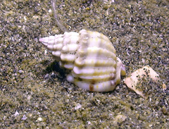 Nassarius acuticostus