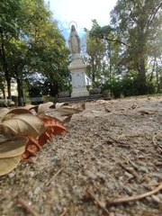 Tarentola mauritanica