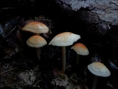 Marasmius strictipes