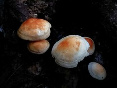 Marasmius strictipes