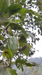 Alnus acuminata
