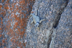 Sceloporus poinsettii