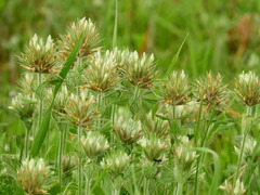 Trifolium stellatum