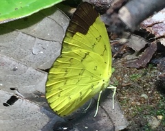Eurema simulatrix