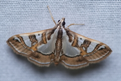 Glyphodes pyloalis